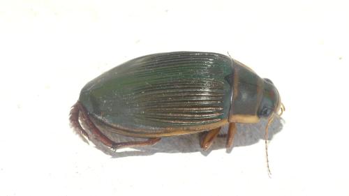 Dytiscus marginalis